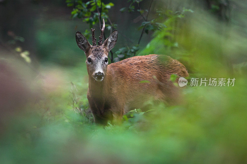 狍子（Capreolus capreolus）